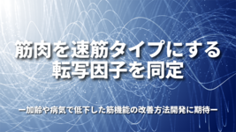 筋肉を速筋タイプにする転写因子を同定〜加齢や病気で低下した筋機能の改善方法開発に期待〜