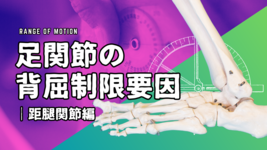足関節背屈制限の要因-距腿関節-