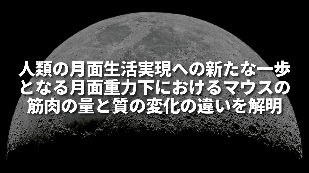 人類の月面生活実現への新たな一歩となる月面重力下におけるマウスの筋肉の量と質の変化の違いを解明
