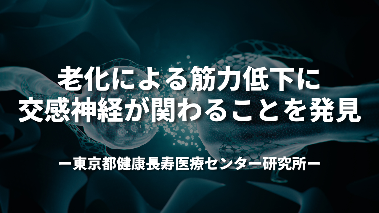 老化による筋力低下に、交感神経が関わることを発見