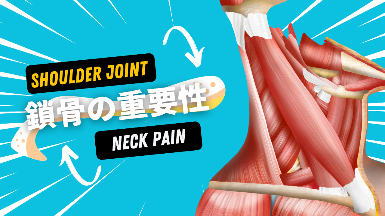 【臨床】鎖骨の重要性｜肩関節の制限、頚部痛との関係