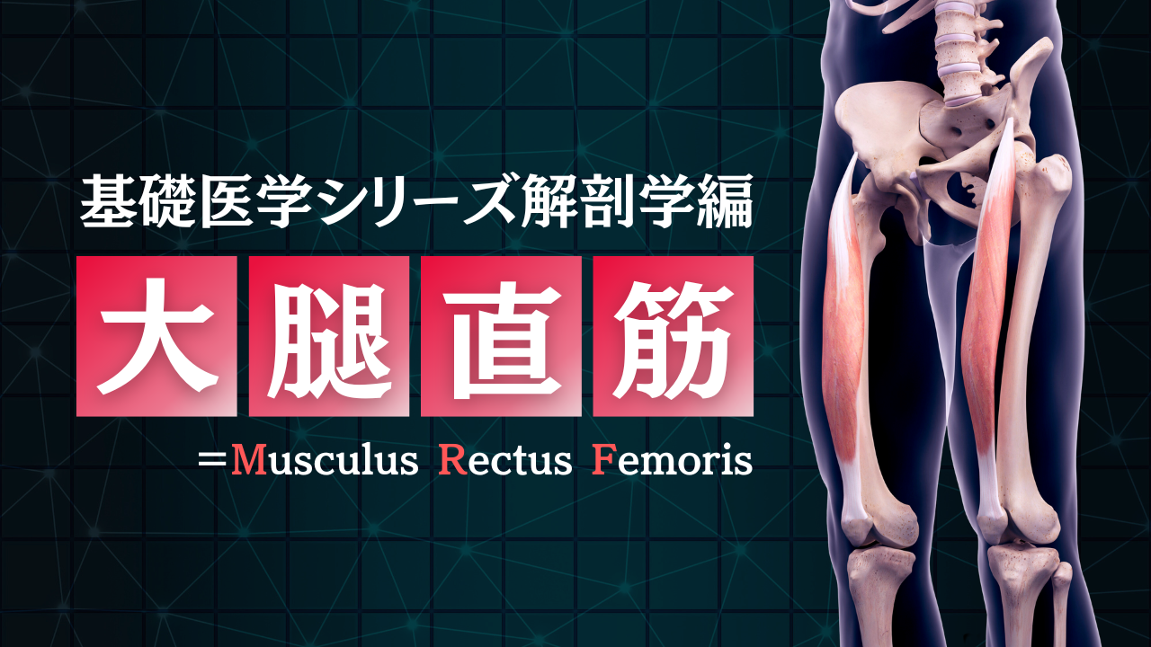 基礎医学シリーズ解剖学編―大腿直筋―