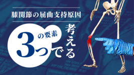 膝関節屈曲支持の3つの要因