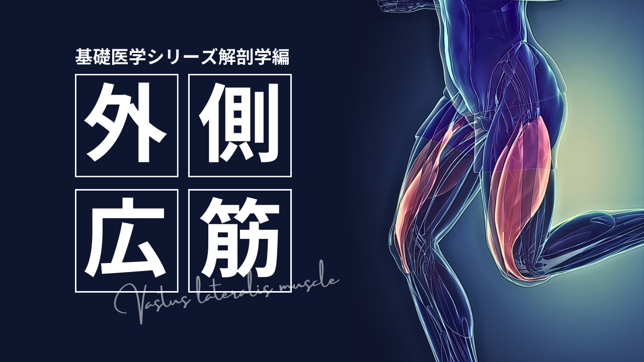 基礎医学シリーズ解剖学編―外側広筋―