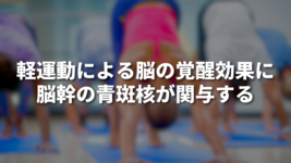 軽運動による脳の覚醒効果に脳幹の青斑核が関与する