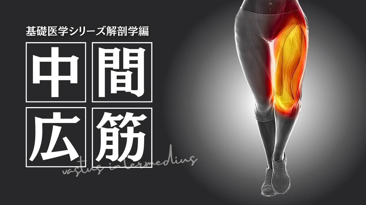 基礎医学シリーズ解剖学編―中間広筋―