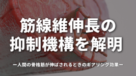 筋線維伸長の抑制機構を解明 ― 人間の骨格筋が伸ばされるときのギアリング効果 ―