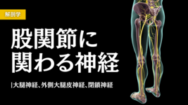 股関節に関わる神経-前編-