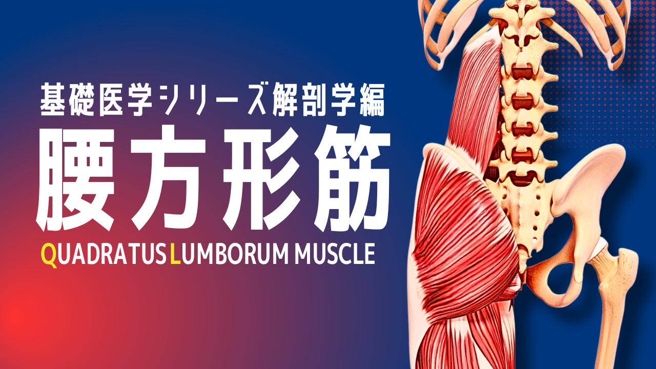 基礎医学シリーズ解剖学編―腰方形筋―