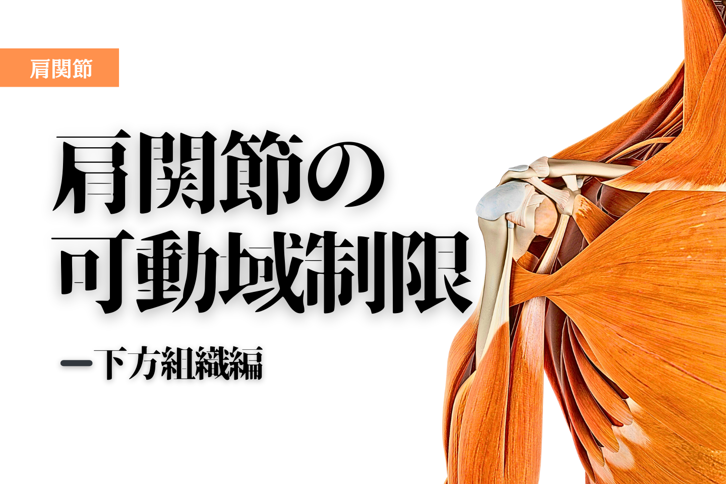 肩関節の可動域制限-下方組織-