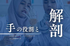 手の役割と解剖