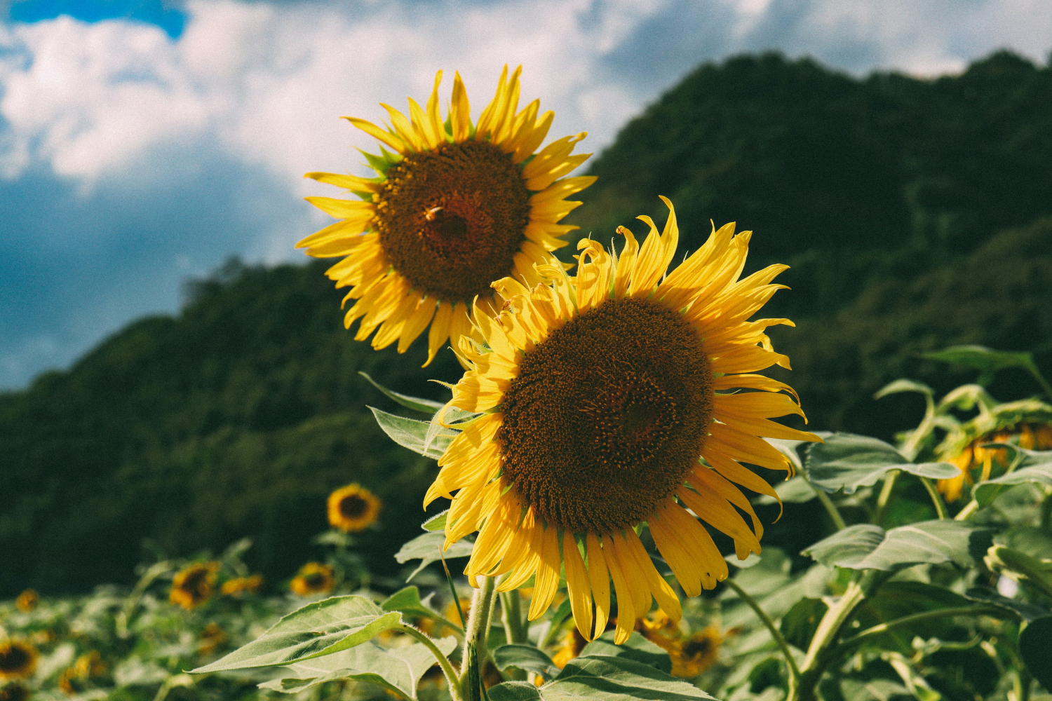 知っていましたか？療法士の転職は夏が良い理由！