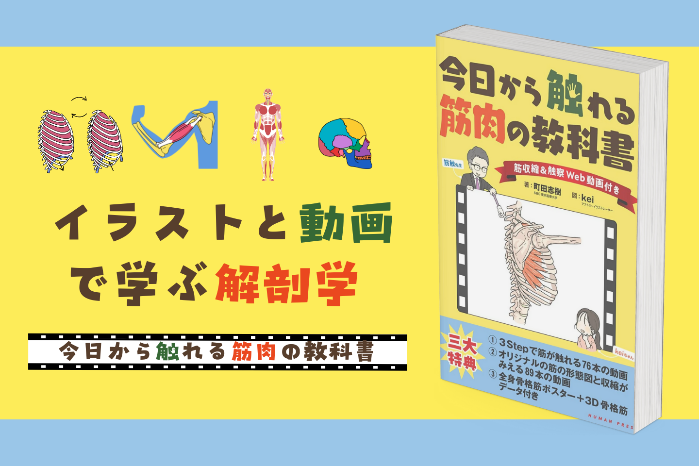 イラストと動画で学ぶ解剖学：『今日から触れる筋肉の教科書』