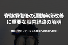 脊髄損傷後の運動麻痺改善に重要な脳内経路の解明 ―神経リハビリテーション療法への応用へ期待―