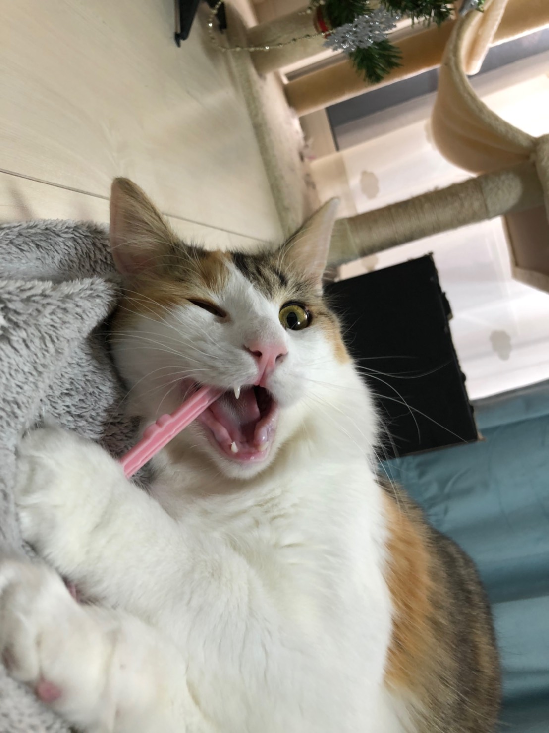 りく