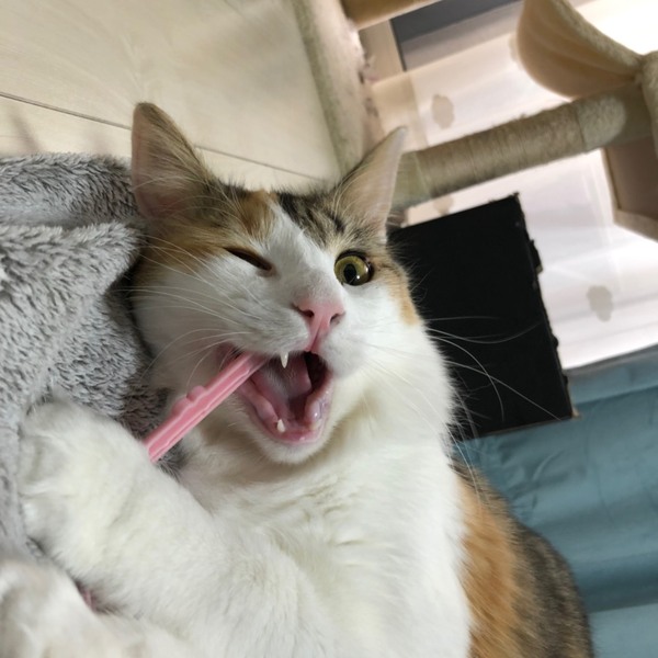 りく