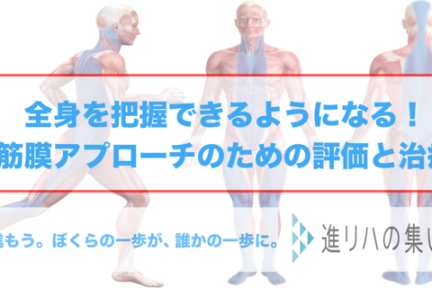 【オンラインセミナー】全身を把握できるようになる‼️筋膜アプローチのための評価と治療 　（概要編・評価触診編・治療編①②③④）