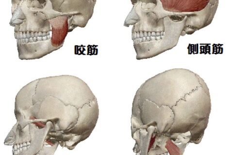 【オンライン】嚥下機能に焦点を当てる！顎関節と姿勢改善セミナー