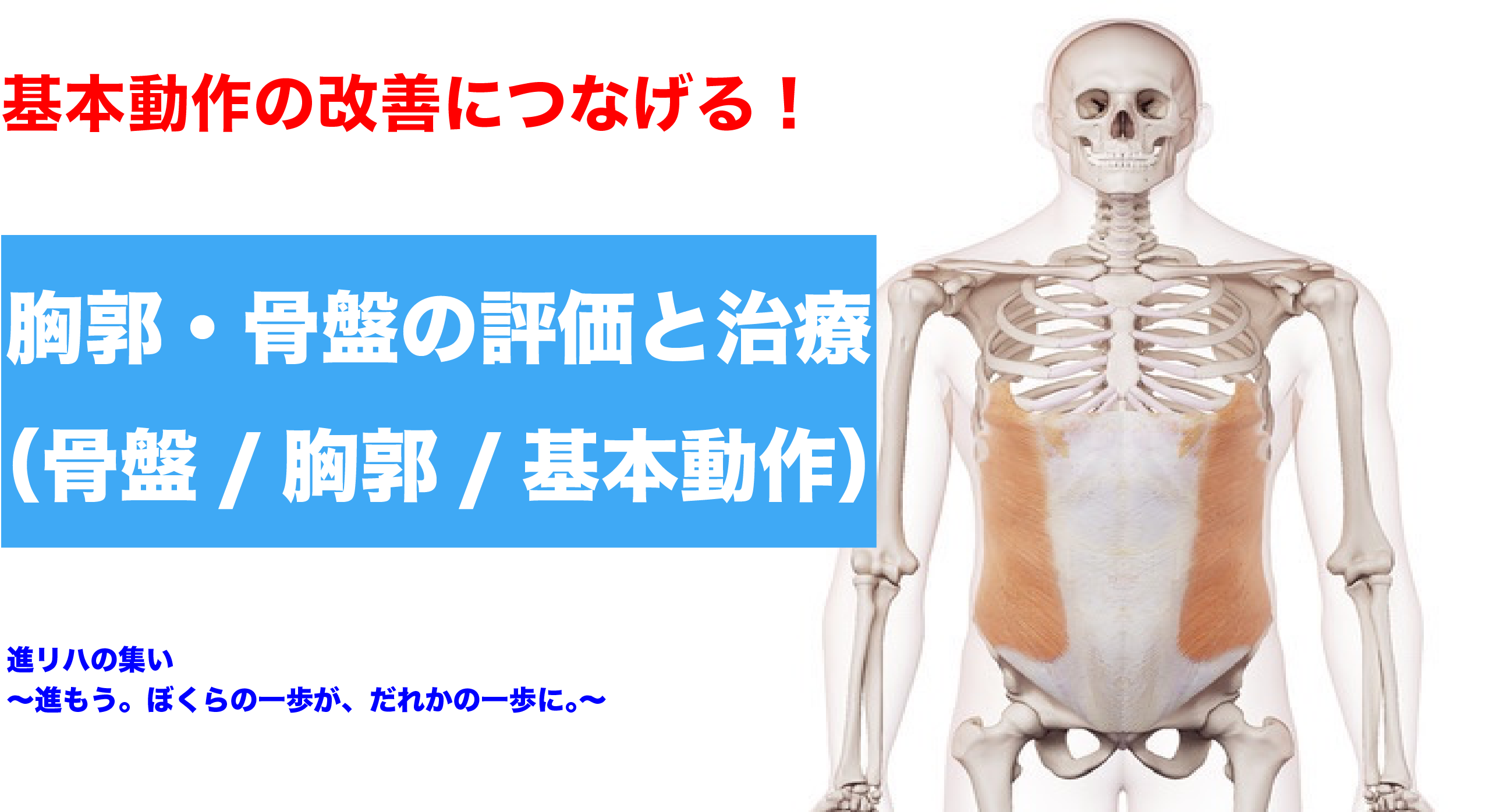 【オンラインセミナー】基本動作の改善につなげる！！胸郭・骨盤の評価と治療（骨盤編・胸郭編・基本動作編）