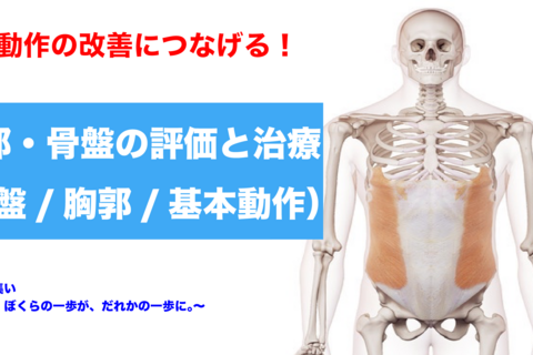【オンラインセミナー】基本動作の改善につなげる！！胸郭・骨盤の評価と治療（骨盤編・胸郭編・基本動作編）